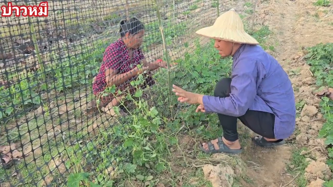พายายบุญ มัดเครือบวบขื้นค้าง.