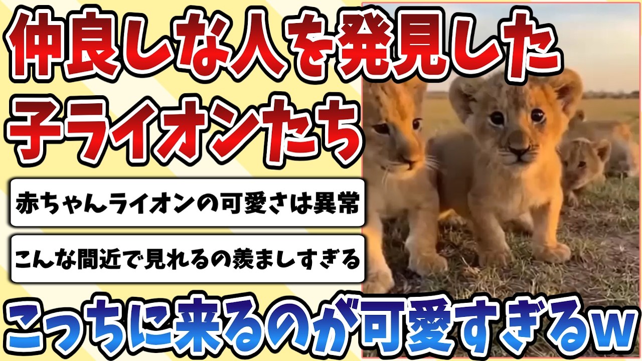 【2ch動物スレ】仲良くなった人を発見して一斉に近付いてくる子供の【ライオン】たちが無邪気すぎて可愛いｗｗｗ【ネコ科】