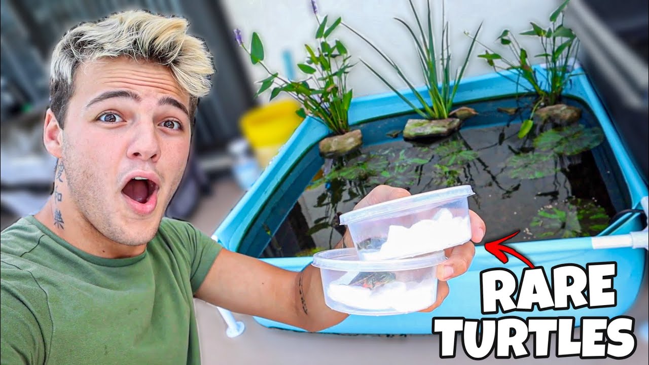 BUYING TINY TURTLES for My mini POOL POND!!