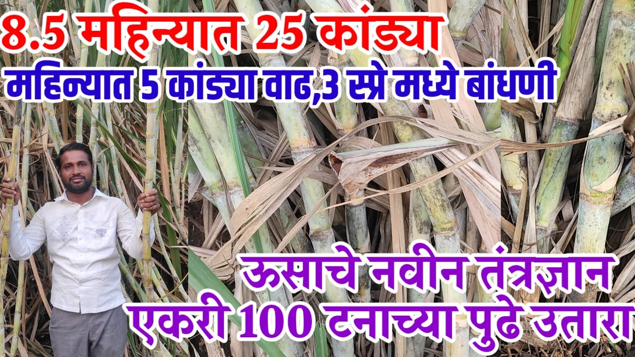ऊस_शेती,8.5 महिन्यात 25 कांड्या,नवीन तंत्रज्ञान,एकरी 100+टन उतारा,3 स्प्रे मध्ये बांधणी,visionvarta