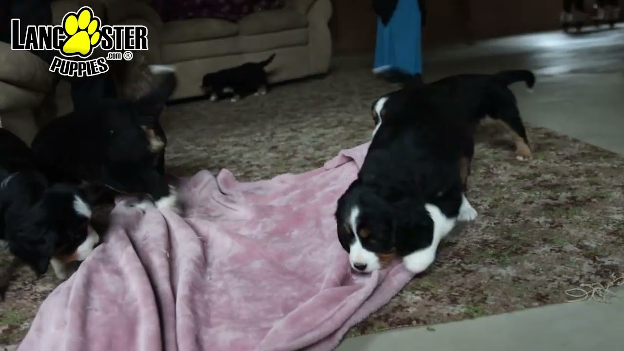 Sweet Miniature Bernese Mountain Dog Puppies