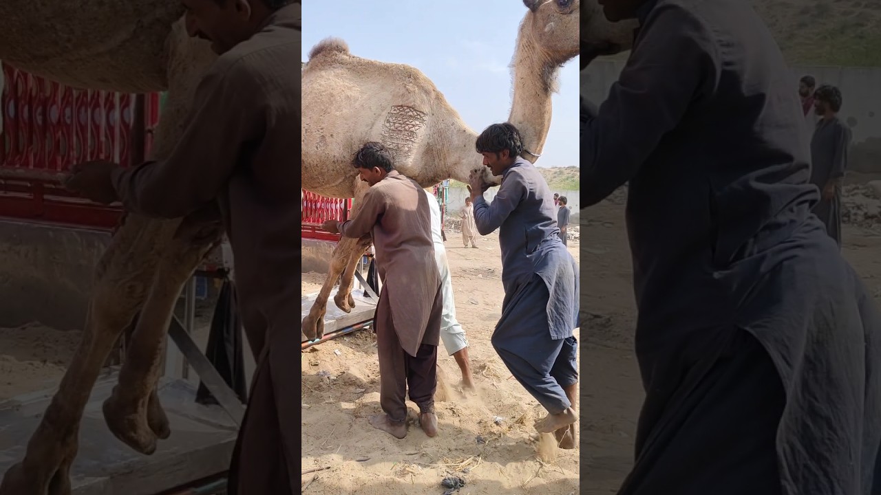 شاهدوا شجاعة وقوة هذين الشابين! قاما برفع جمل ضخم ووضعه في السيارة بأيديهما.. عمل جبار!
