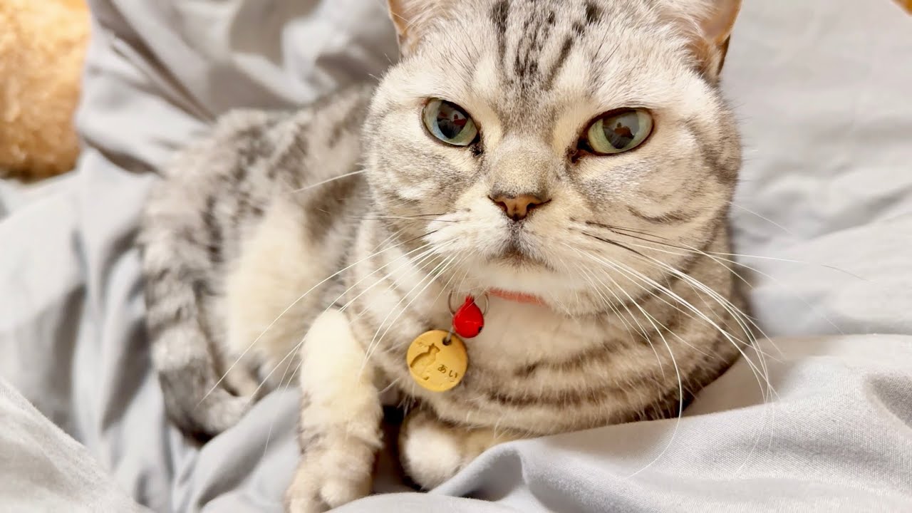 みゅうちゃん急遽病院へ...そのとき猫たちが...！