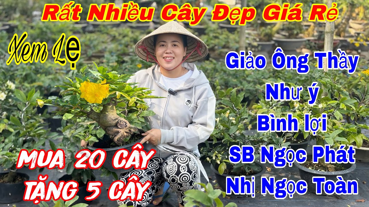 12/3 Vườn giao lưu mai vàng giá rẻ💥30k và nhiều mã số mai bonsai và mai giống 🌲🌲☎️ 0966200503 Ngọc 