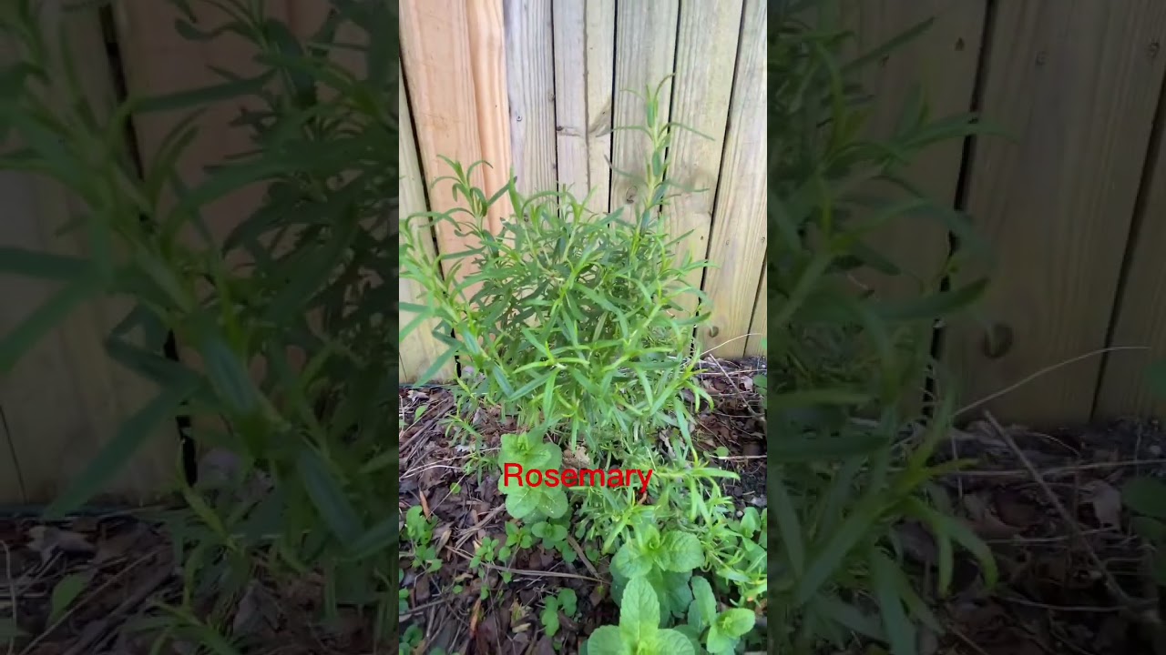 6 Herbs that Grow Outside Easily in South Carolina
