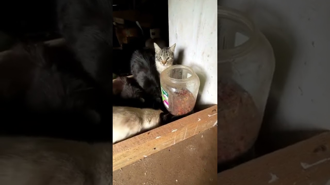 Cheap & Effective Protected Feral Barn Cat Feeder