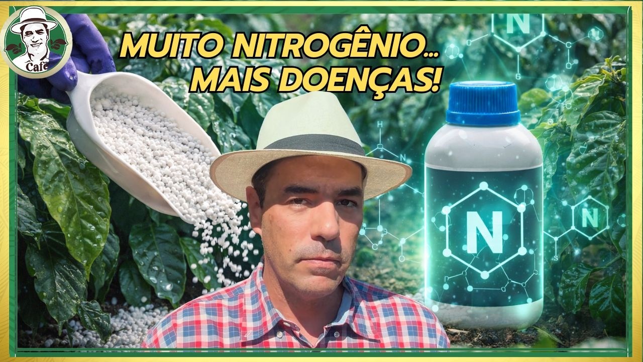 EXCESSO DE NITROGÊNIO NO CAFÉ: O ERRO QUE ESTÁ DERRUBANDO PRODUTIVIDADE
