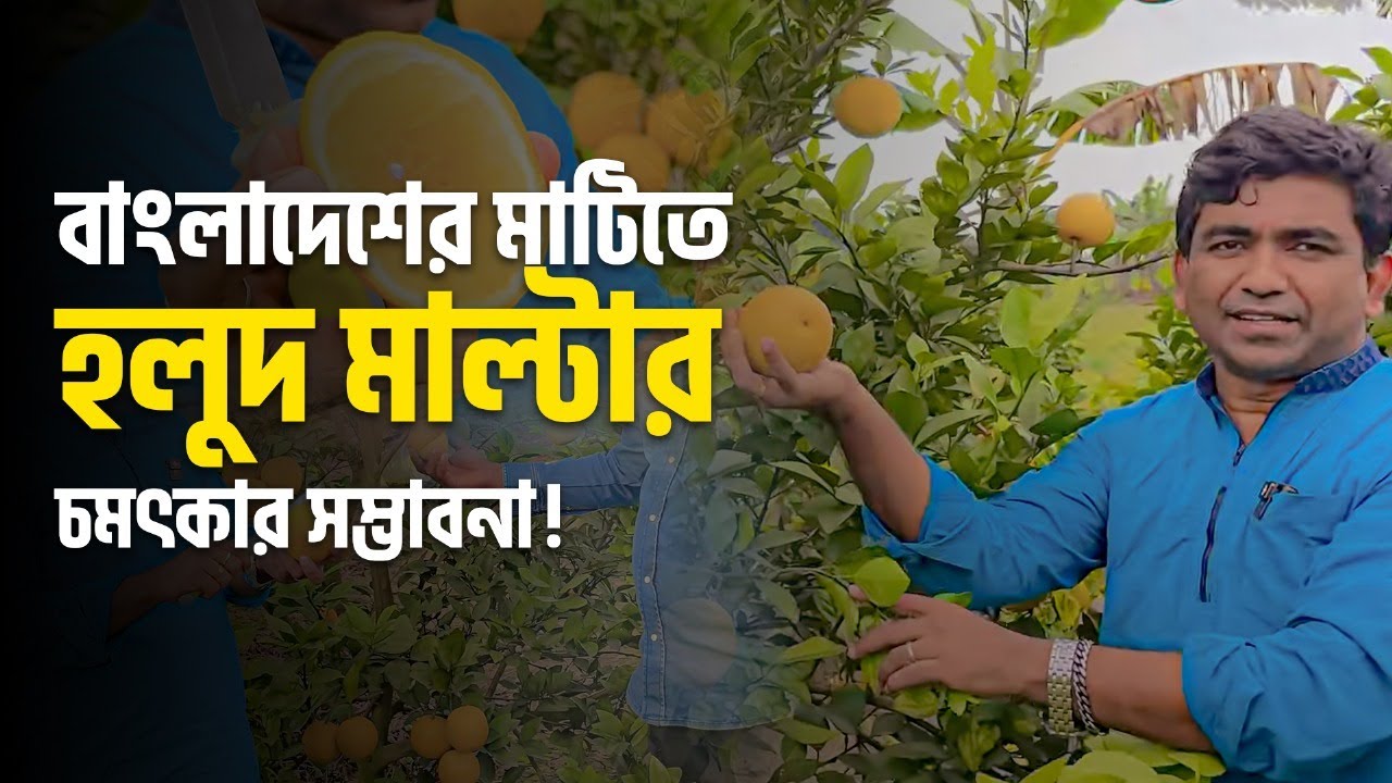 🍊 বাংলাদেশের মাটিতে হলুদ মাল্টার চমৎকার সম্ভাবনা! 🍊 | Krishi Bioscope |
