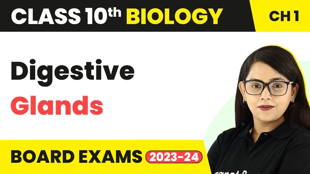 Digestive Glands - Life Process | Class 10 Biology