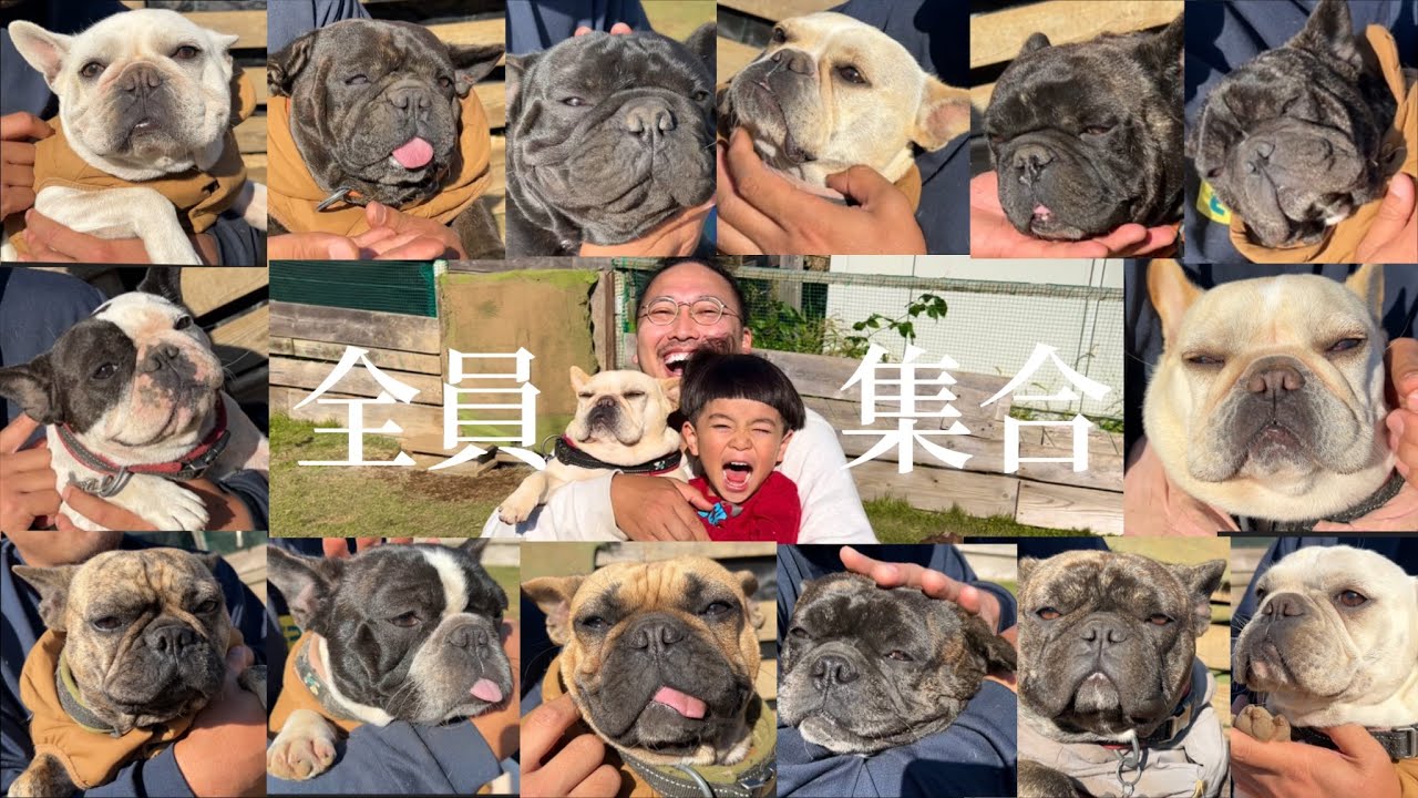 【永久保存版】犬舎のフレンチブルドッグ達を人気順に紹介してみた！