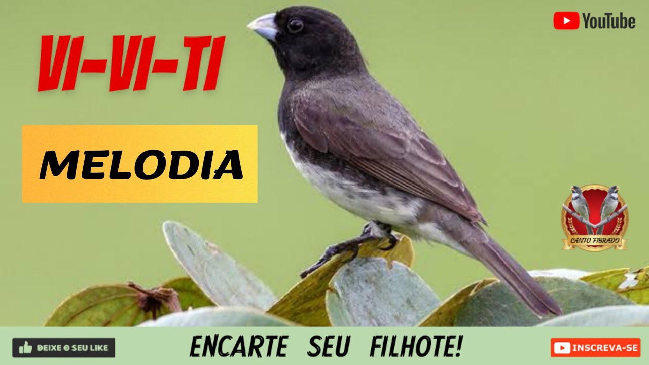 CANTO VIVITI • O MELHOR ENCARTE E ESQUENTE (EXCLUSIVIDADE)🤩👍