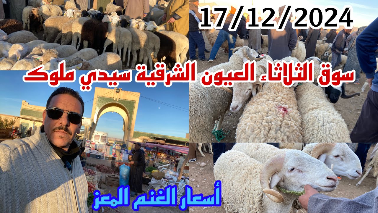 سوق الثلاثاء عيون الشرقية سيدي ملوك تراجع أسعار الغنم المعز شوفو معانا كي ديرة الأتمنة شرق المملكة