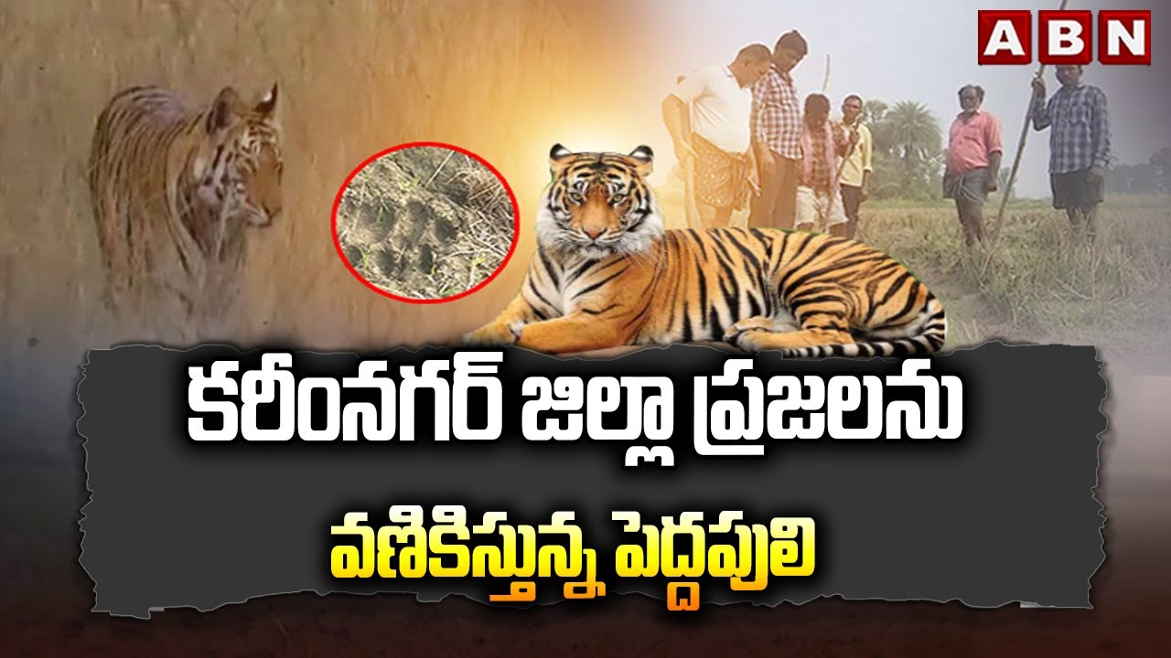 SPOTLIGHT: కరీంనగర్ జిల్లా ప్రజలను వణికిస్తున్న పెద్దపులి | Tiger Tension in Karimnagar | ABN Telugu