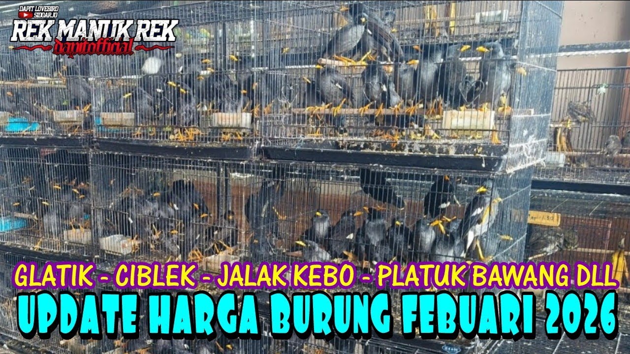 UPDATE HARGA BURUNG GLATIK - CIBLEK - JALAK KEBO - PLATUK BAWANG DLL