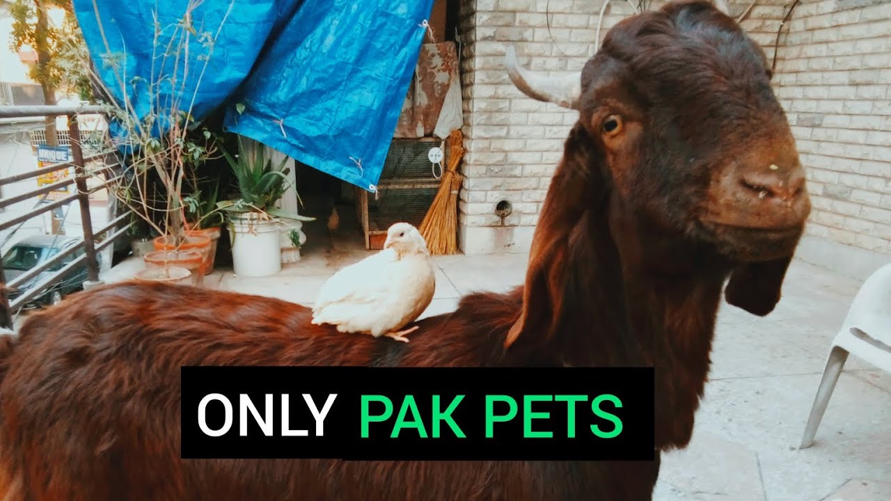 Welcome to ONLY PAK PETS 💪💪
