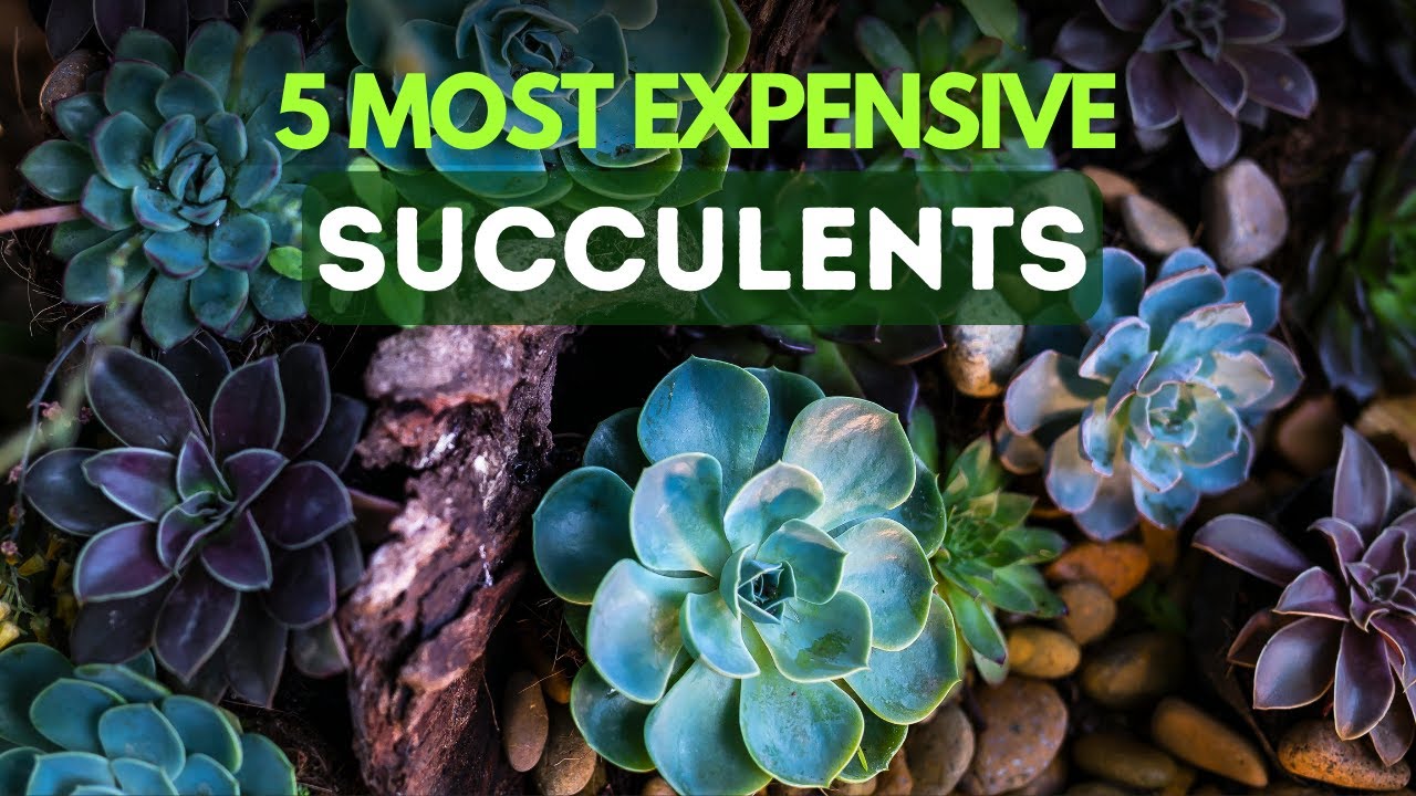 5 Most Expensive Succulents in the World | Rare & Expensive Succulents Plant