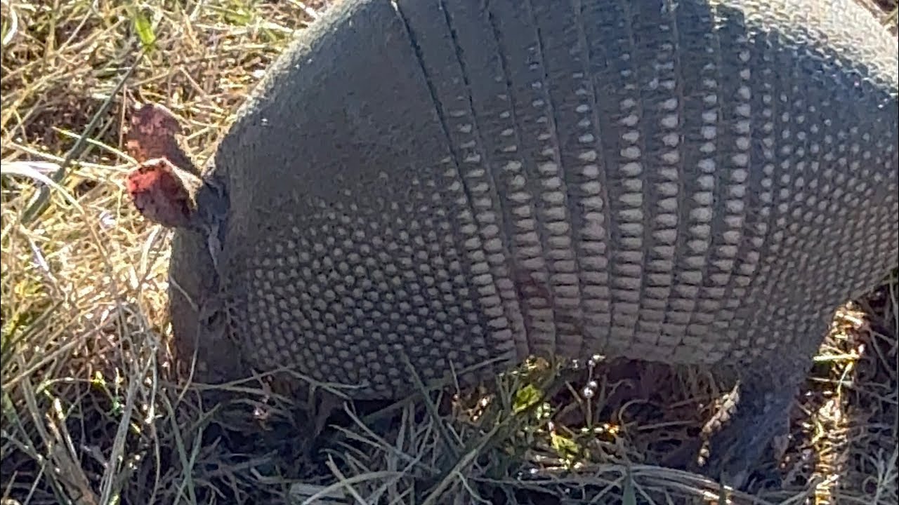 Tennessee armadillo
