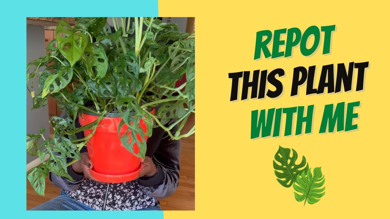 Monstera Adansonii Repot