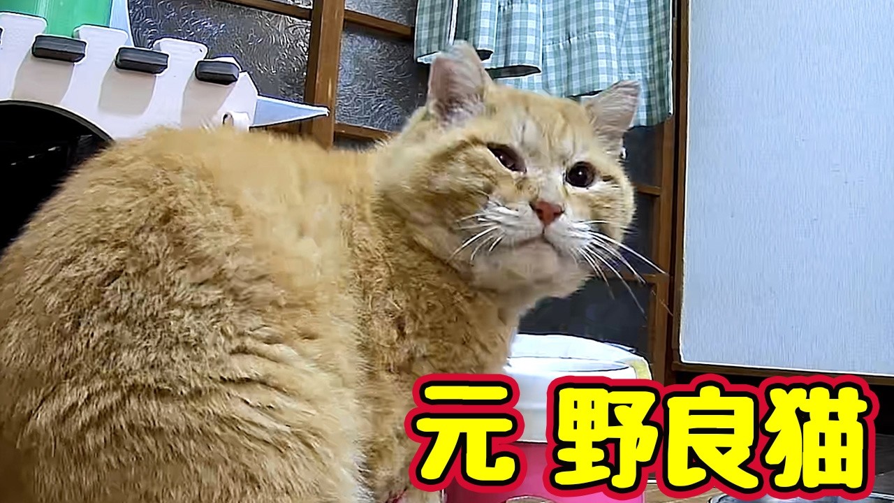 日常に戻りました…【元野良猫】