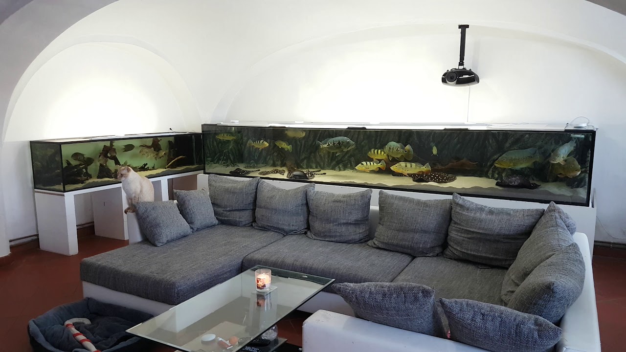 4 Meter 2400l Aquarium Rochen Black Diamond/ Cichla Orinocensis, Monoculus, Orinocensis/ RTG Arowana
