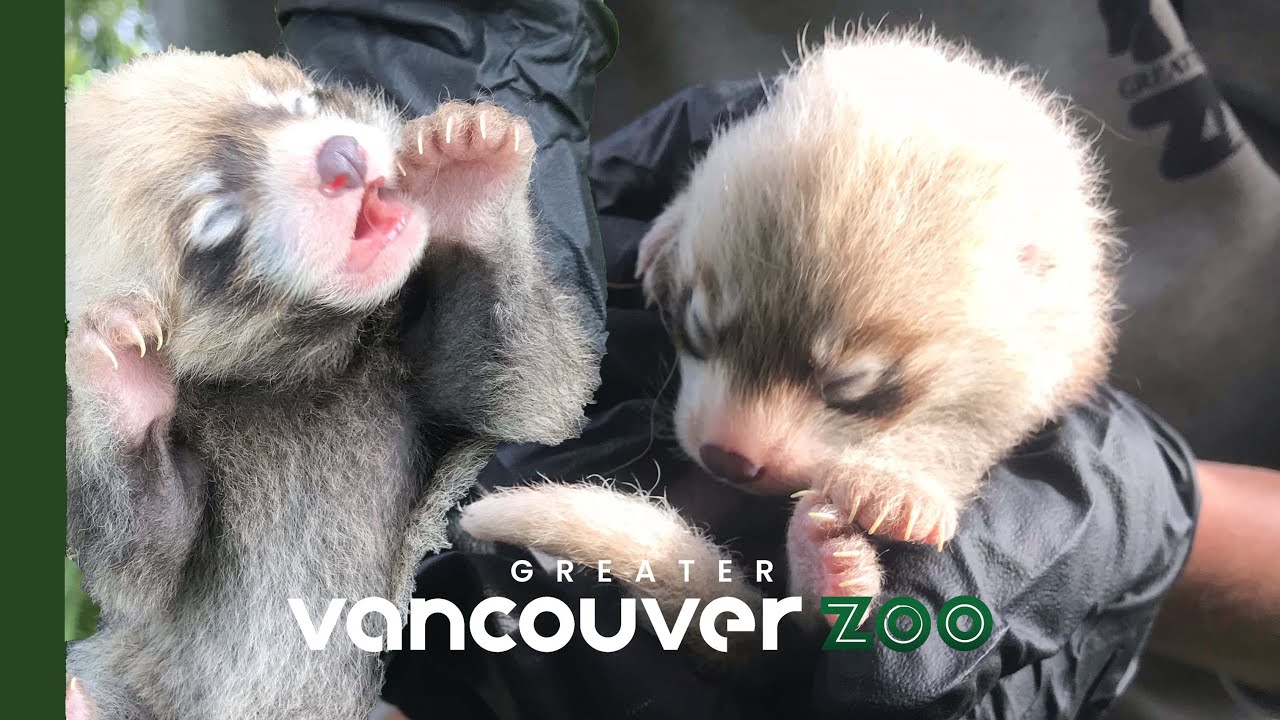 Red Panda Gives Birth To Adorable Twins! | Greater Vancouver Zoo