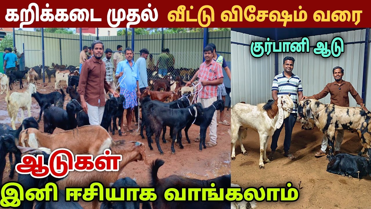 💥  அனைத்துவித ஆடுகளும் ஒரே இடத்தில் வாங்கலாம் 💥goat farm in coimbatore