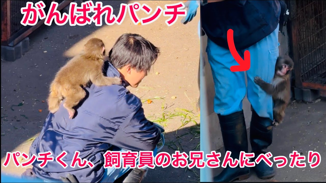 パンチくん、飼育員のお兄さんにべったりPunch-kun is clinging to the zookeeper
