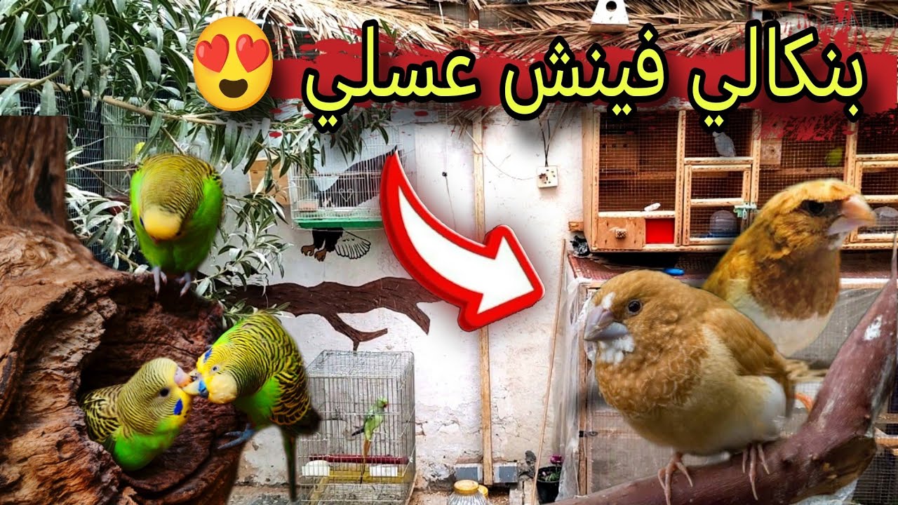 جولة داخل محمية الطيور + شوفو شنو اشتريت 🐦 #محمية #طيور 