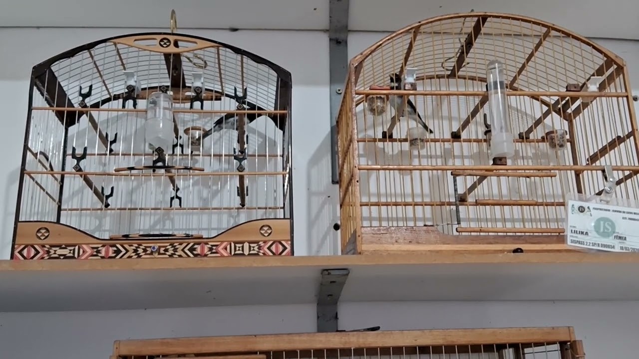 MMA, peito branco cortador de canto!