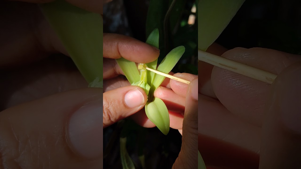 Vanilla Pollination #vanilla #farm #shorts