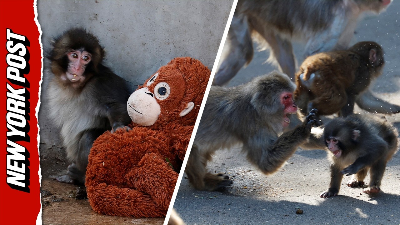 Punch the Orphan Monkey Clings To Plush Mom After Being Thrown Around by Others
