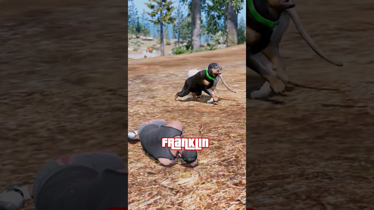 Will Chop Save Franklin From a Cougar in GTA V?