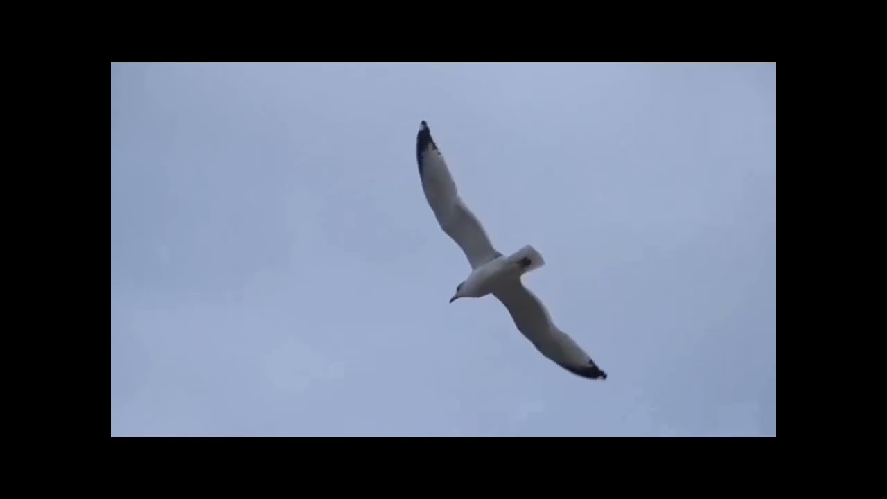 Kolo masa Riku VOC:Nando