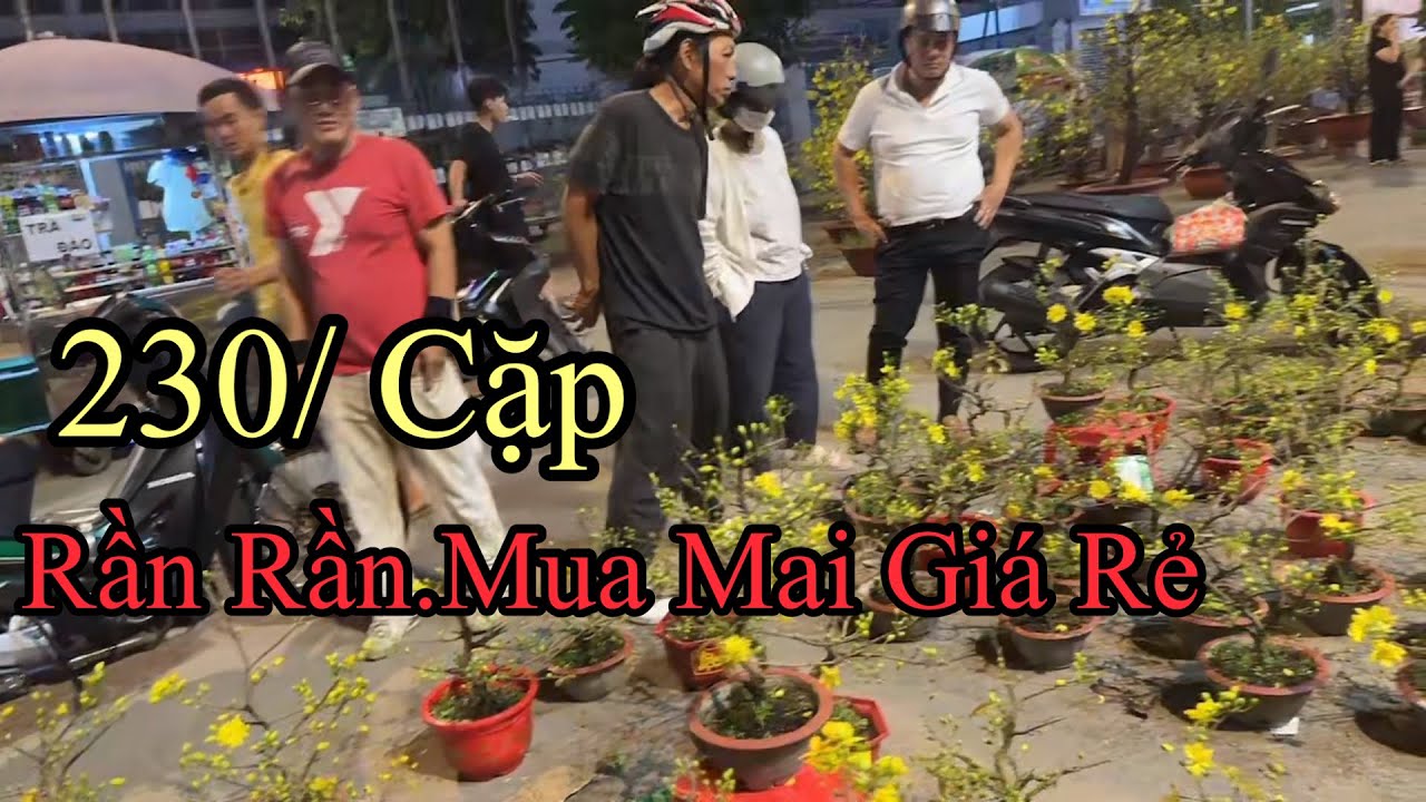 Giả Cứu Mai Tết 2026 sự cố chỉ 230/1 cặp ,rẻ Nhất Sài Gòn.
