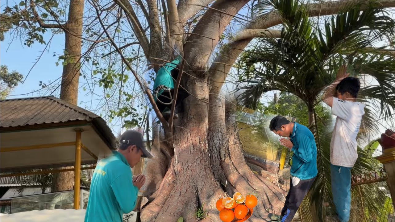 Cưa Cây Bồ Đề Trong Chùa Nhiều Nhánh 