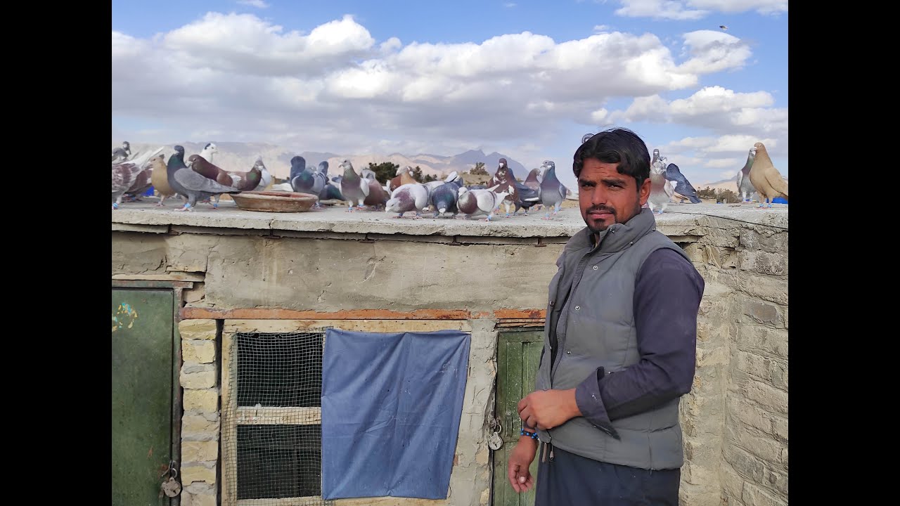 kabootar bazi quetta _ Tariq ustad Farooq ustad Ka acha kabootar bazi shok