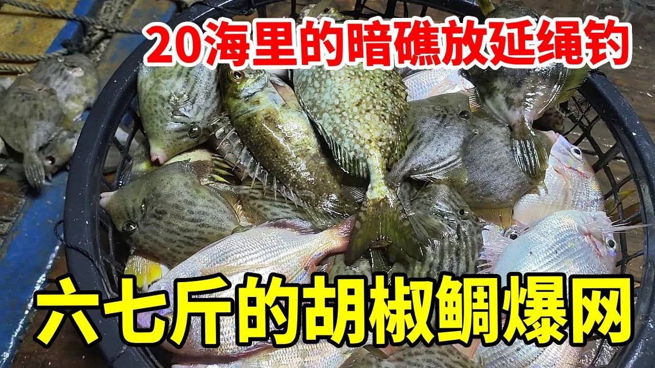 到20海里的暗礁放延绳钓，钓到的全是大货，连六七斤的胡椒鲷也有 #海钓  #赶海  #渔民生活实拍