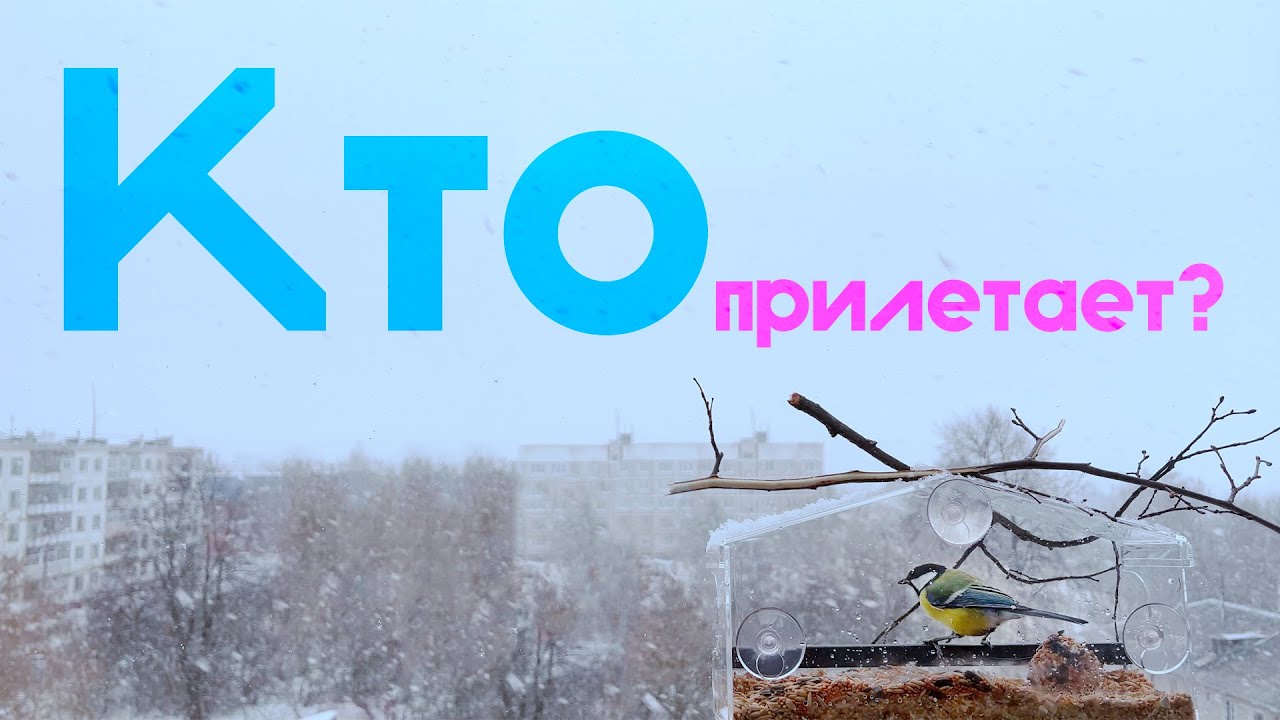 Какие птицы прилетают в кормушки. Наблюдаю из окна. What birds fly to the feeder? #кормушкадляптиц