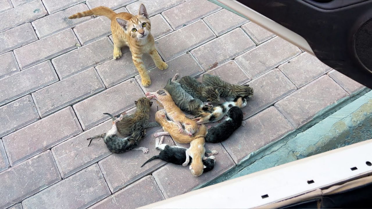 My husband froze when he saw 15 kittens on the pavement!