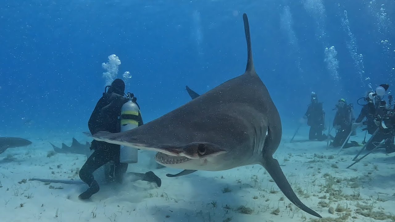 Bahamas 2025.Dia 1(7/7)