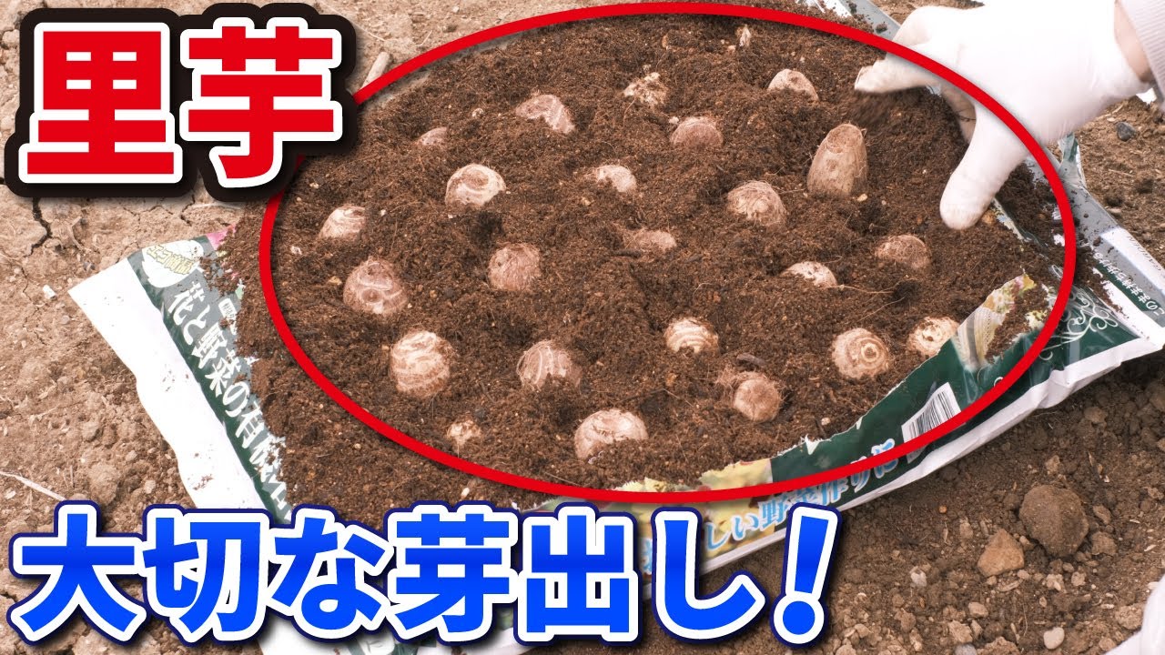 【第1回】里芋の芽出しをして、収穫量UPするポイントとは？【家庭菜園】