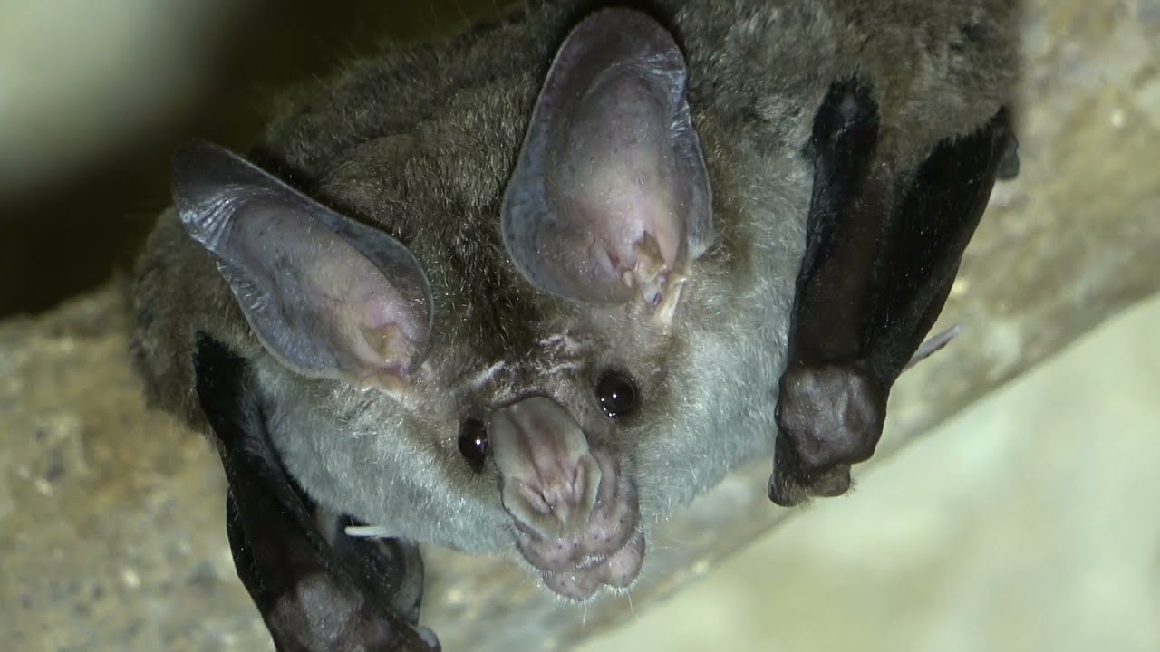 The Big-eared Woolly Bat : Guardians of the Temples