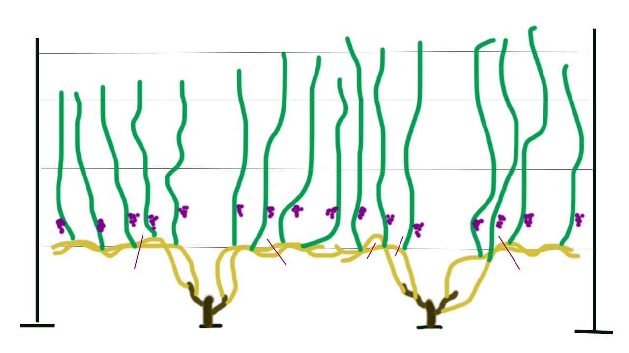 Формировка винограда. Просто и доступно.