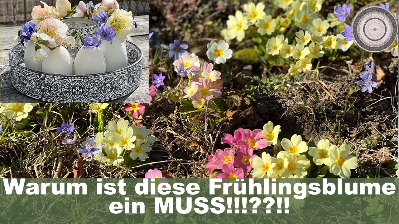 Primula, Schlüsselblumen und Lungenkraut, Hänsel und Gretel, einfache Osterdekoration