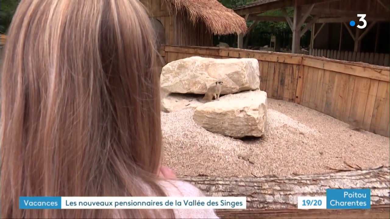 Les suricates sont les nouveaux pensionnaires de la Vallée des Singes.