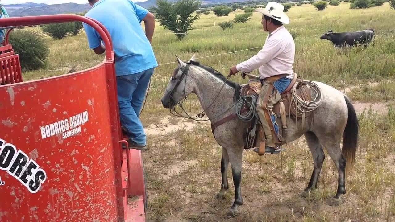 VACAS BRAVAS 4