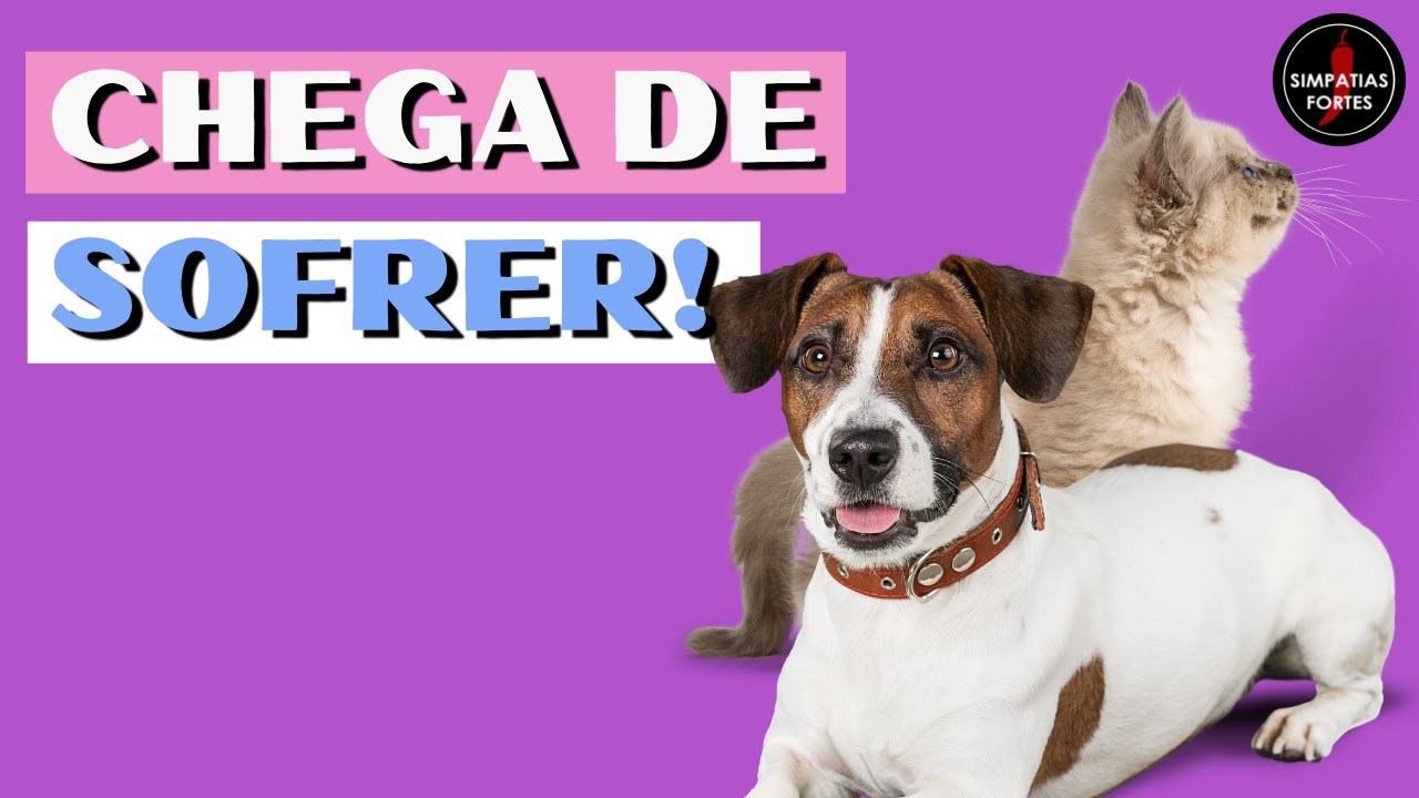 Simpatia para ENCONTRAR um animal perdido - Chega de sofrer e encontre o seu pet, cachorro ou gato!