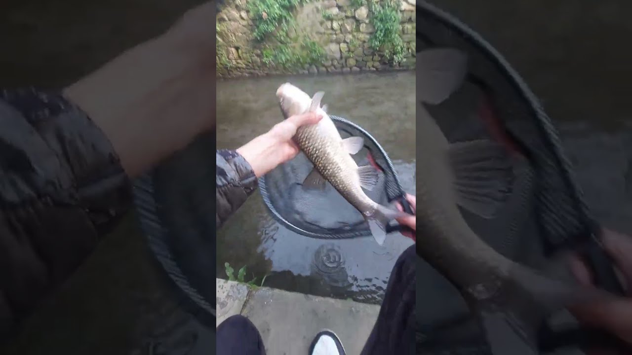 Fossfishing Ep. 0 - L'intruso tra le carpe