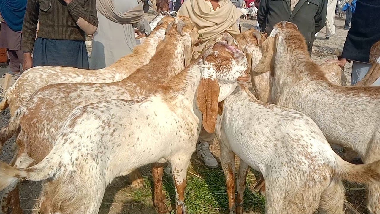 بکروں کے بارے میں بہت بڑی آپڈیٹ بکروں کے ریٹ اچانک ،،|farming|animals |alsyedgoatfarm 