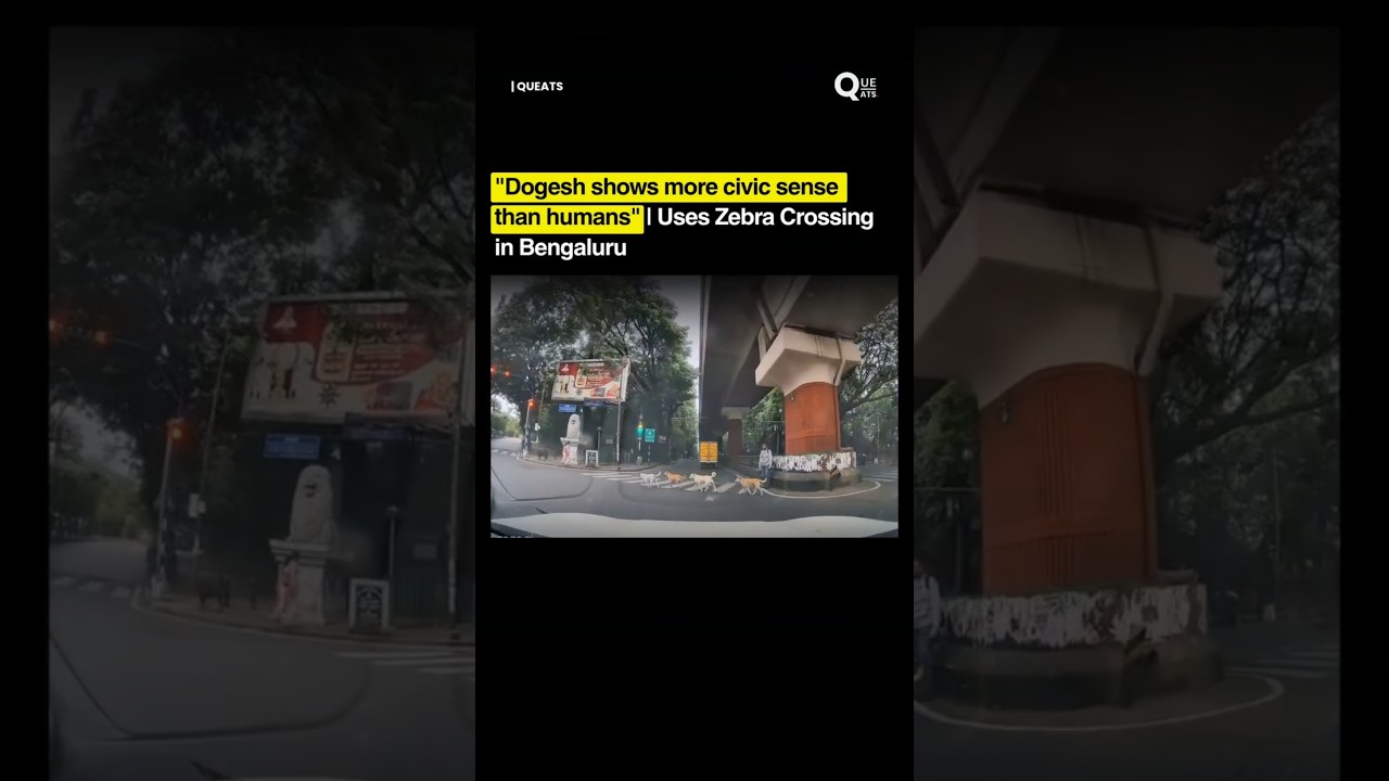Dogesh shows more civic sense than humans | Uses Zebra Crossing in Bengaluru | Viral | India News
